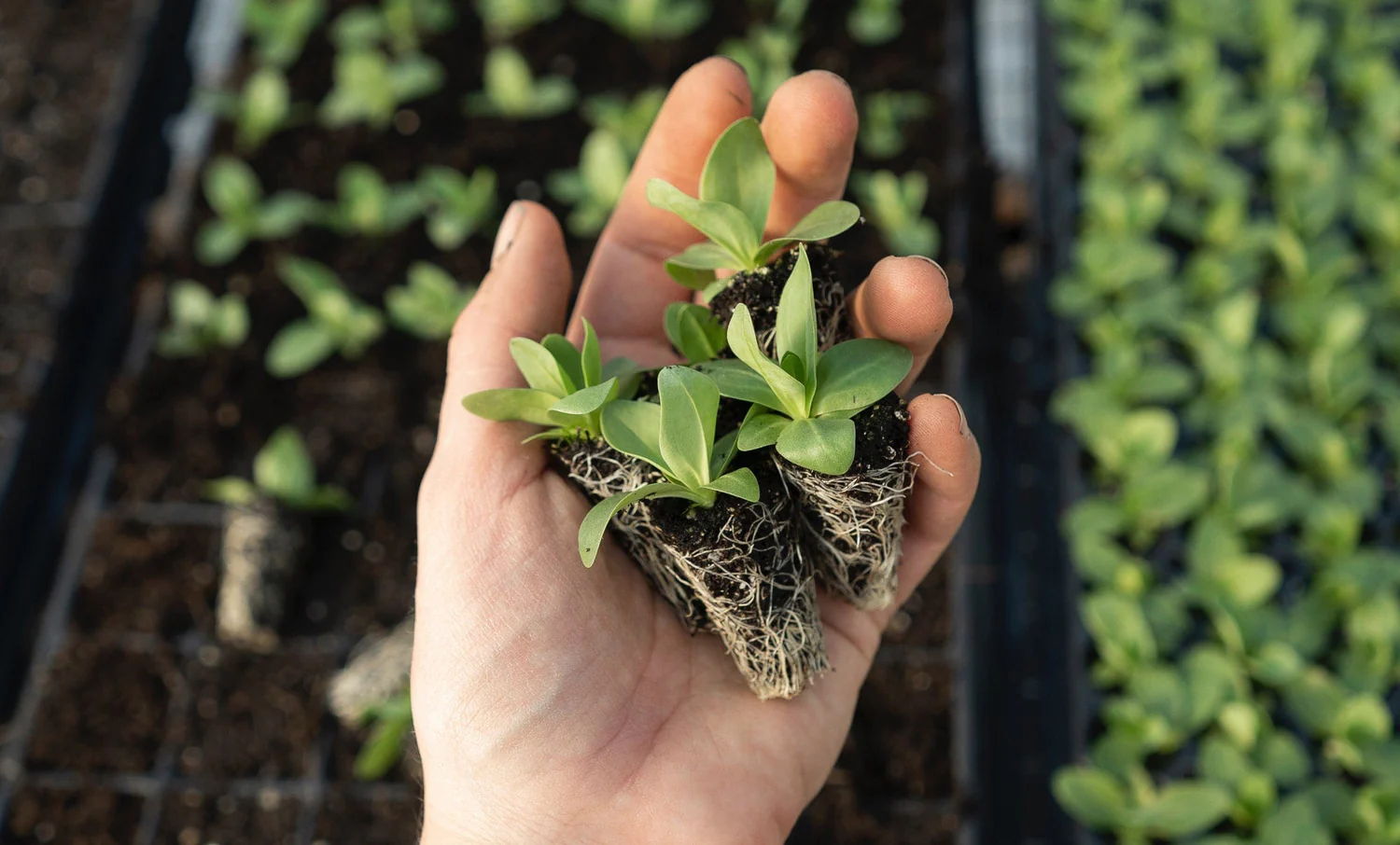 Freshness Rooted in British Soil